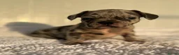 Bulldog Francés perros en venta: Bulldog francés  - Anuncio 9