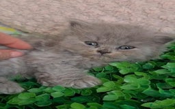 Británico de Pelo Corto Azul gatos en venta: Brithis varios colores pelo corto y largo  - Imagen 8