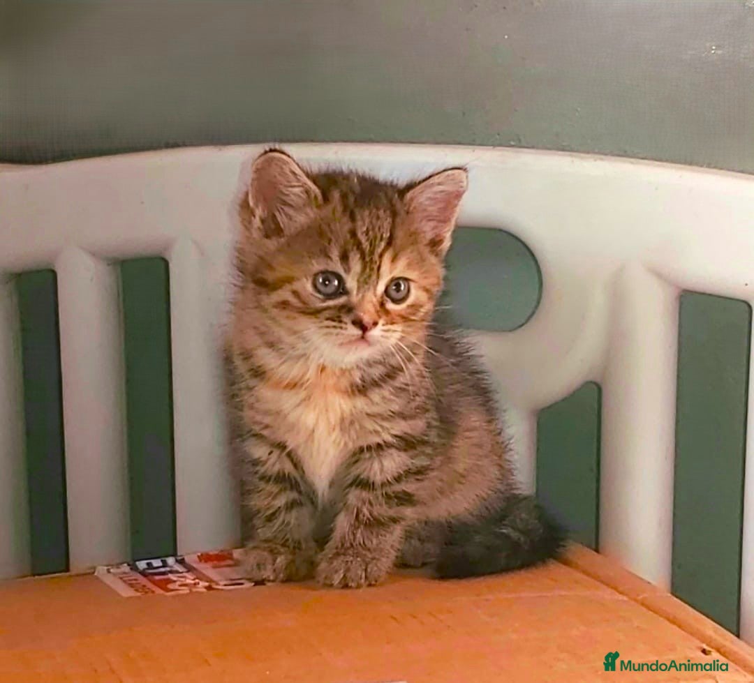 Británico de Pelo Corto gatos en venta: ⚜ Preciosa Gatita bebé British ⚜ - Imagen 2