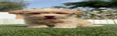 Maltipoo 1