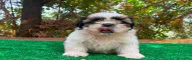 Shih Tzu 1
