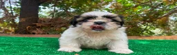 Shih Tzu perros en venta: Hembrita de shih tzu - Anuncio 3