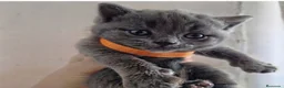 Británico de Pelo Corto Azul gatos en venta: Gatos Brithish shorthair  - Anuncio 12