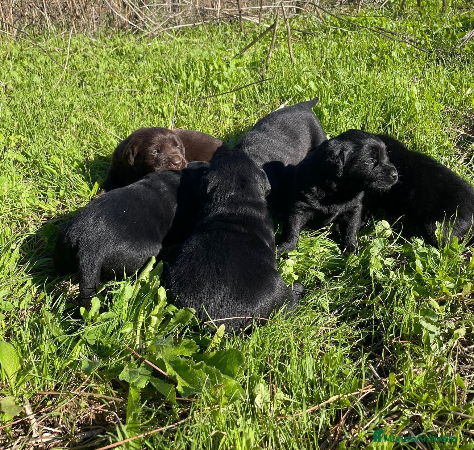 Labrador Retriever perros Labrador  - Anuncio 2