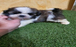 Shih Tzu perros en venta: Shih tzu Macho Disponible  - Imagen 11