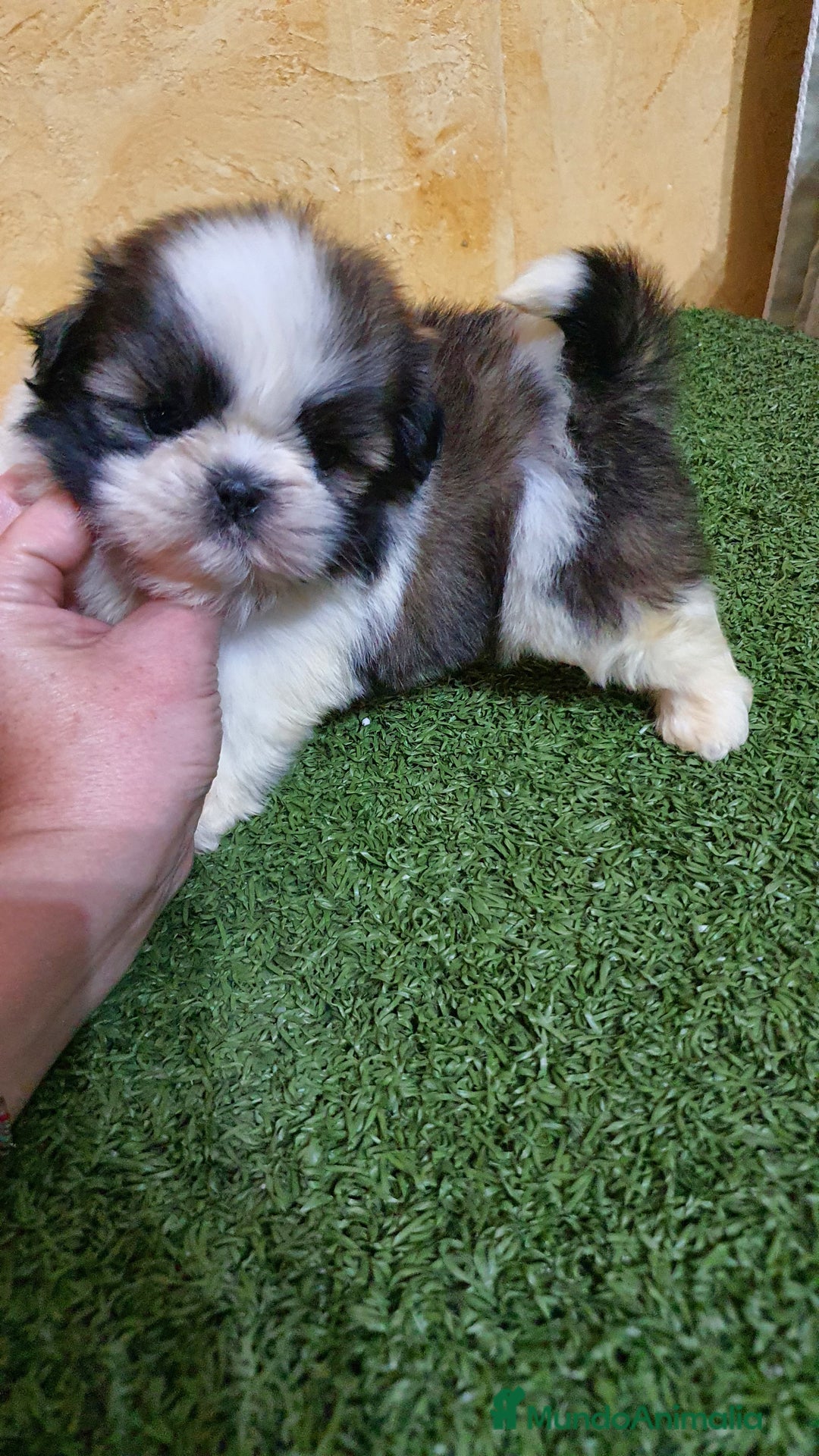 Shih Tzu perros en venta: Shih tzu Macho Disponible  - Imagen 11