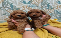 Caniche Toy perros en venta: Preciosas hembras toy rojaa ❤️ - Imagen 3