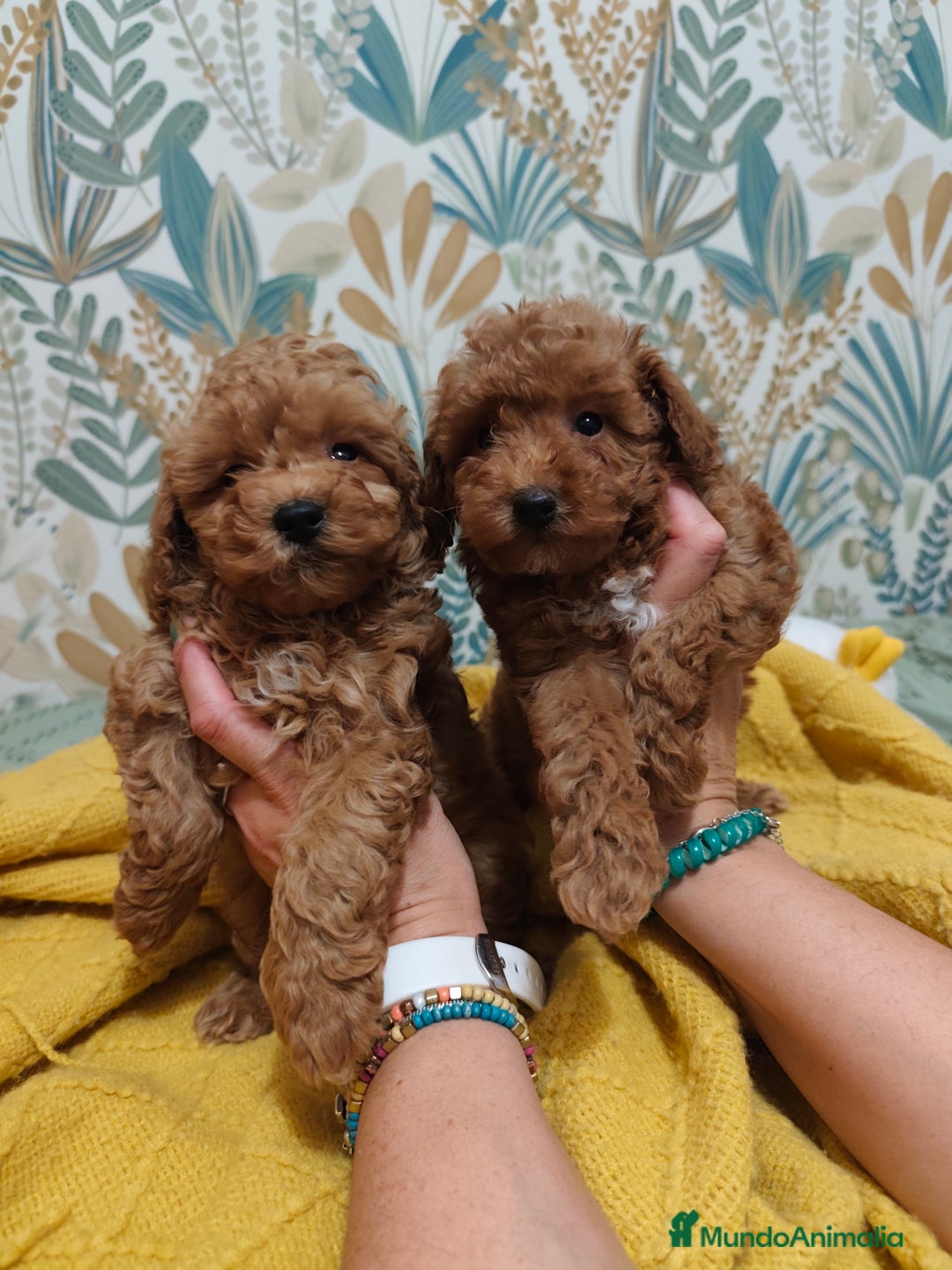 Caniche Toy perros en venta: Preciosas hembras toy rojaa ❤️ - Imagen 3
