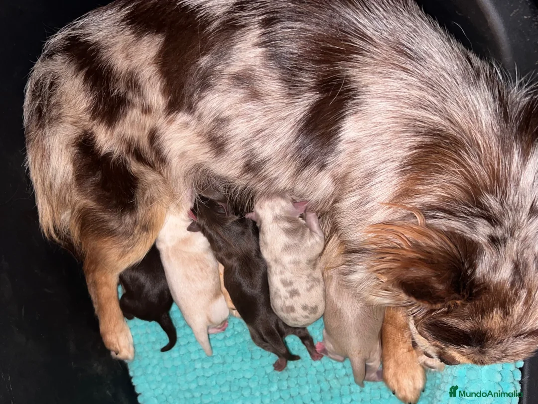 Chihuahua perros en venta: CHIHUAHUAS DE PELO LARGO THE LUXE PUPPYS - Anuncio 2