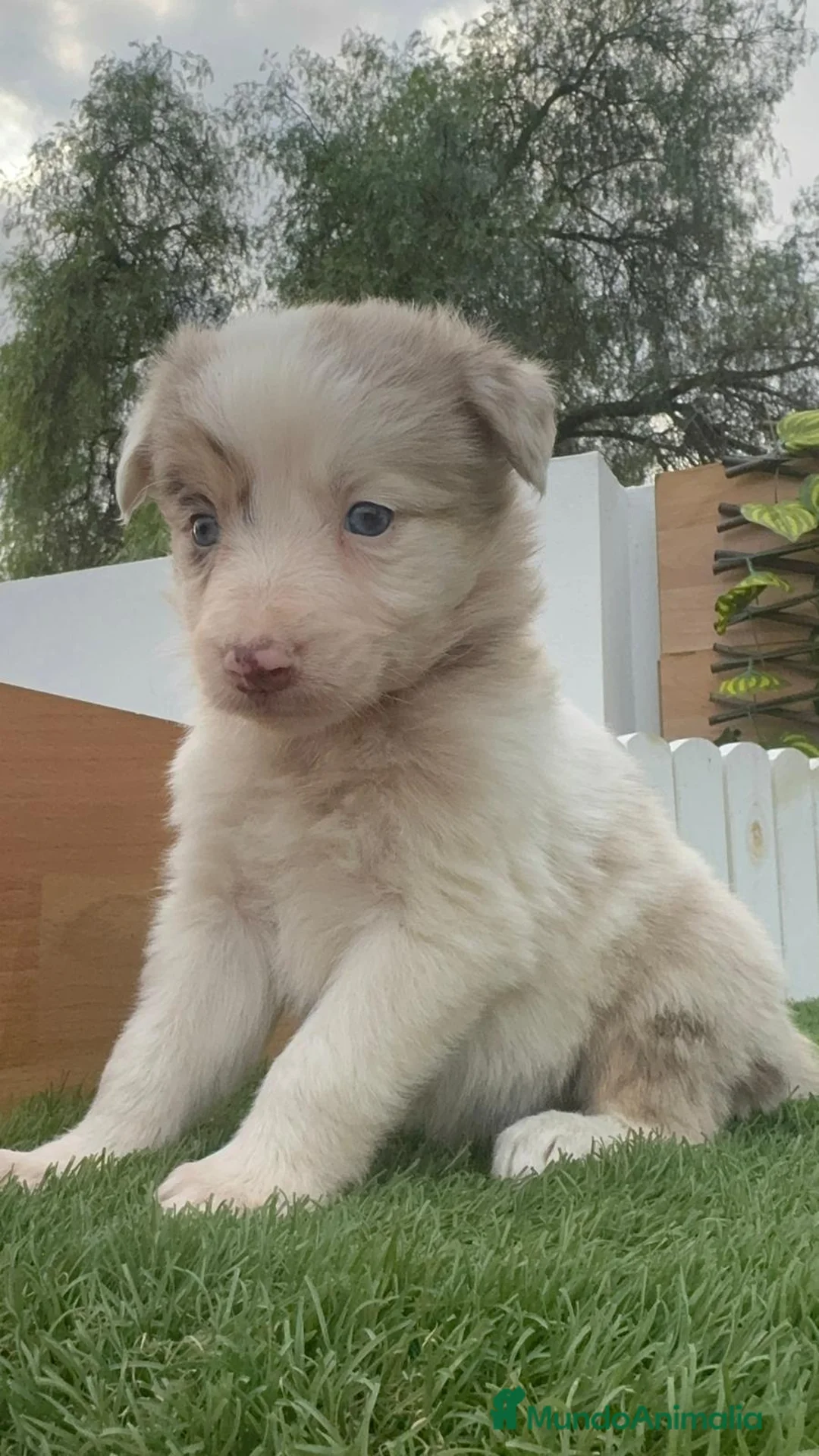 Border Collie perros en venta: BORDER COLLIE MACHO Y HEMBRA en Madrid - Anuncio 5
