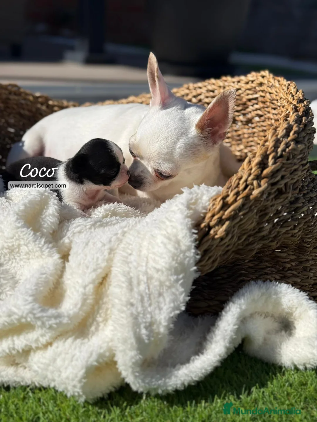 Chihuahua perros en venta: CHIHUAHUA - Anuncio 2
