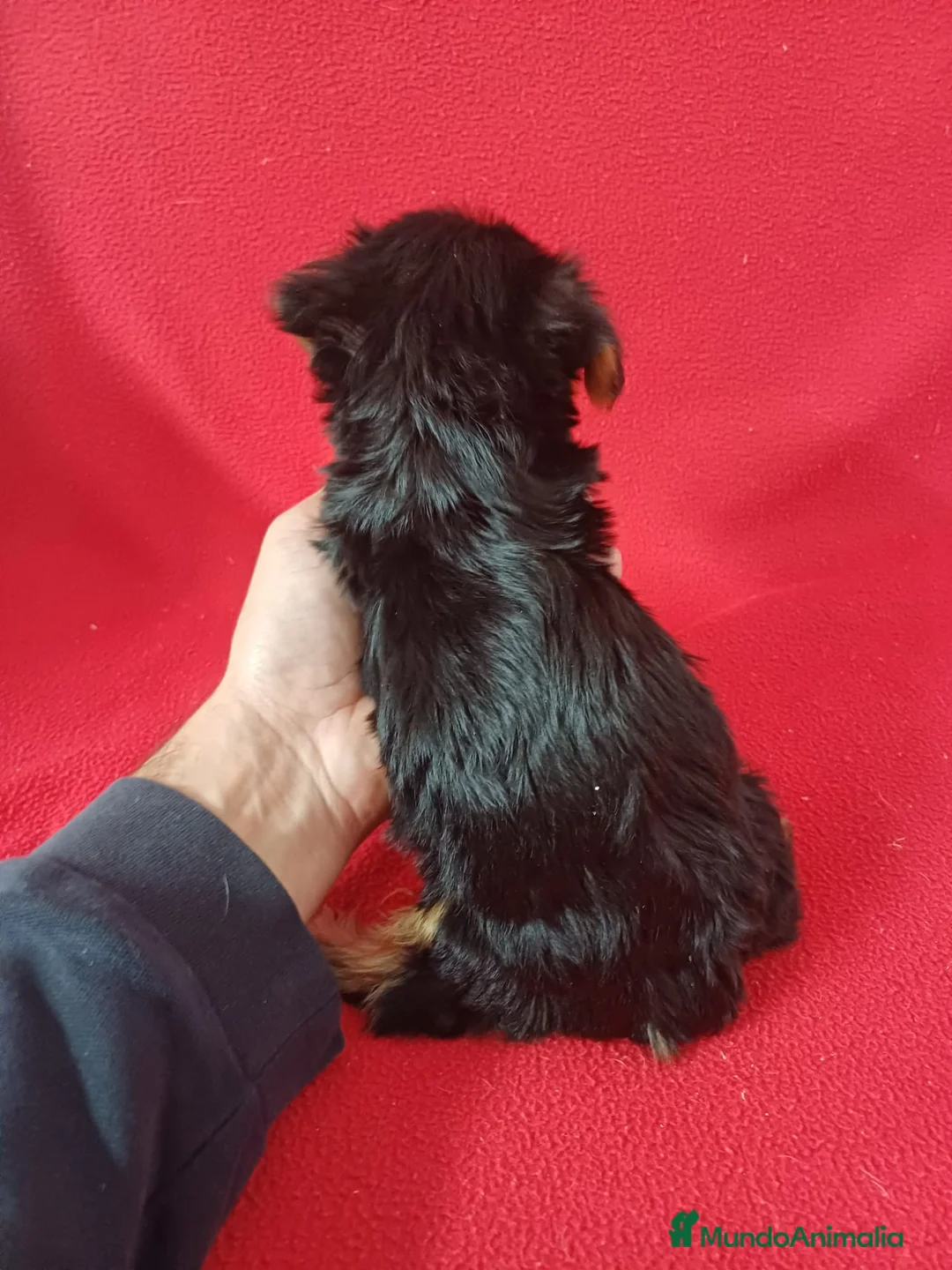 Yorkshire Terrier perros en venta: Yorkshire Terrier Standar  - Anuncio 3