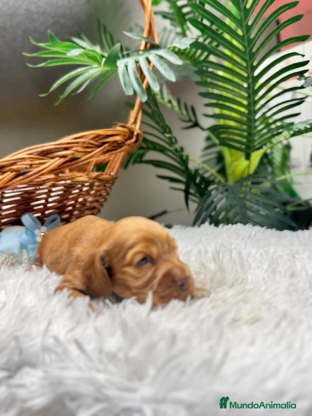 Cocker Spaniel Inglés perros en venta: COCKER SPANIEL INGLES - Anuncio 4