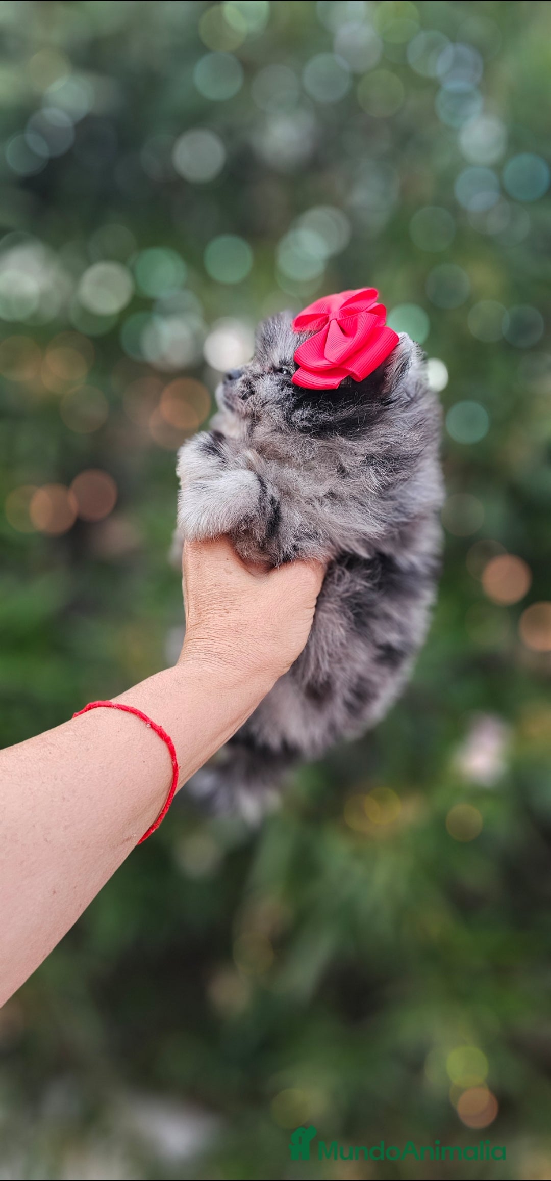 Pomerania perros en venta: Bebés Pomerania exoticos - Imagen 8