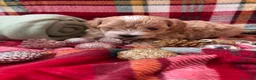 Maltipoo perros en venta: Maltipoo bicolor muy bonito!!! - Anuncio 2