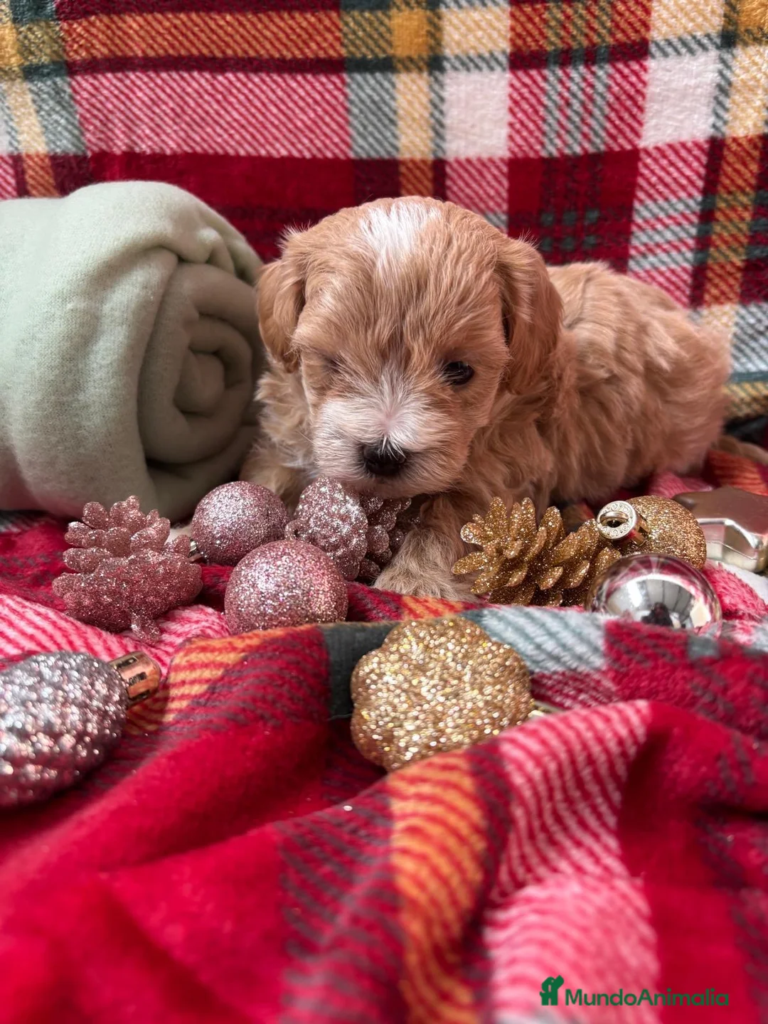 Maltipoo perros en venta: Maltipoo bicolor muy bonito!!! - Anuncio 2