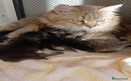 Siberiano gatos en venta: Gatitos Siberianos Hipoalergénicos - Imagen 5