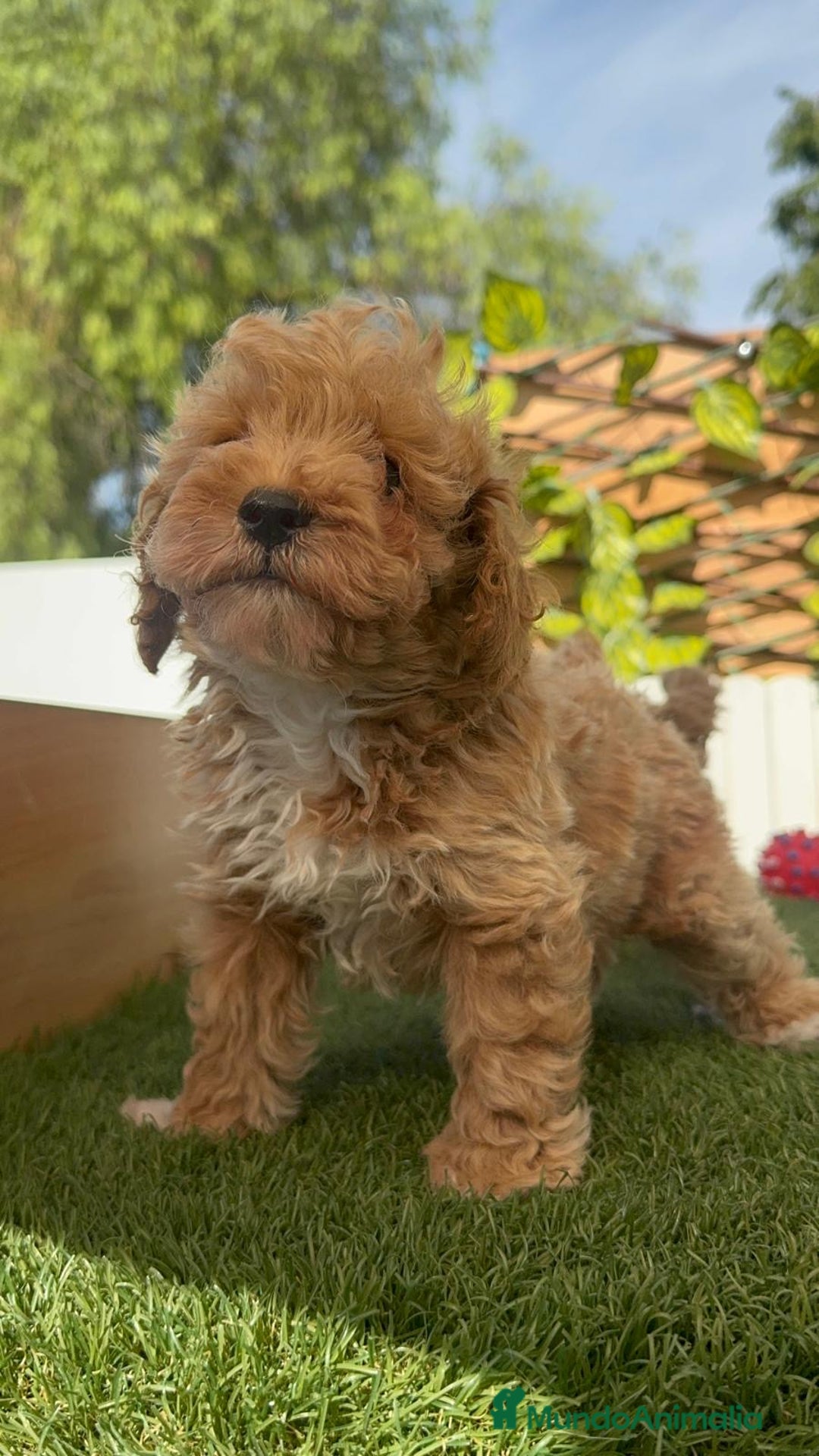 Caniche Toy perros en venta: CANICHE TOY MACHOS - Imagen 19