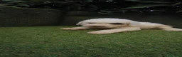 Perro de Agua Español perros en venta: preciosa camada perros agua  chocolates y blancos  - Anuncio 30