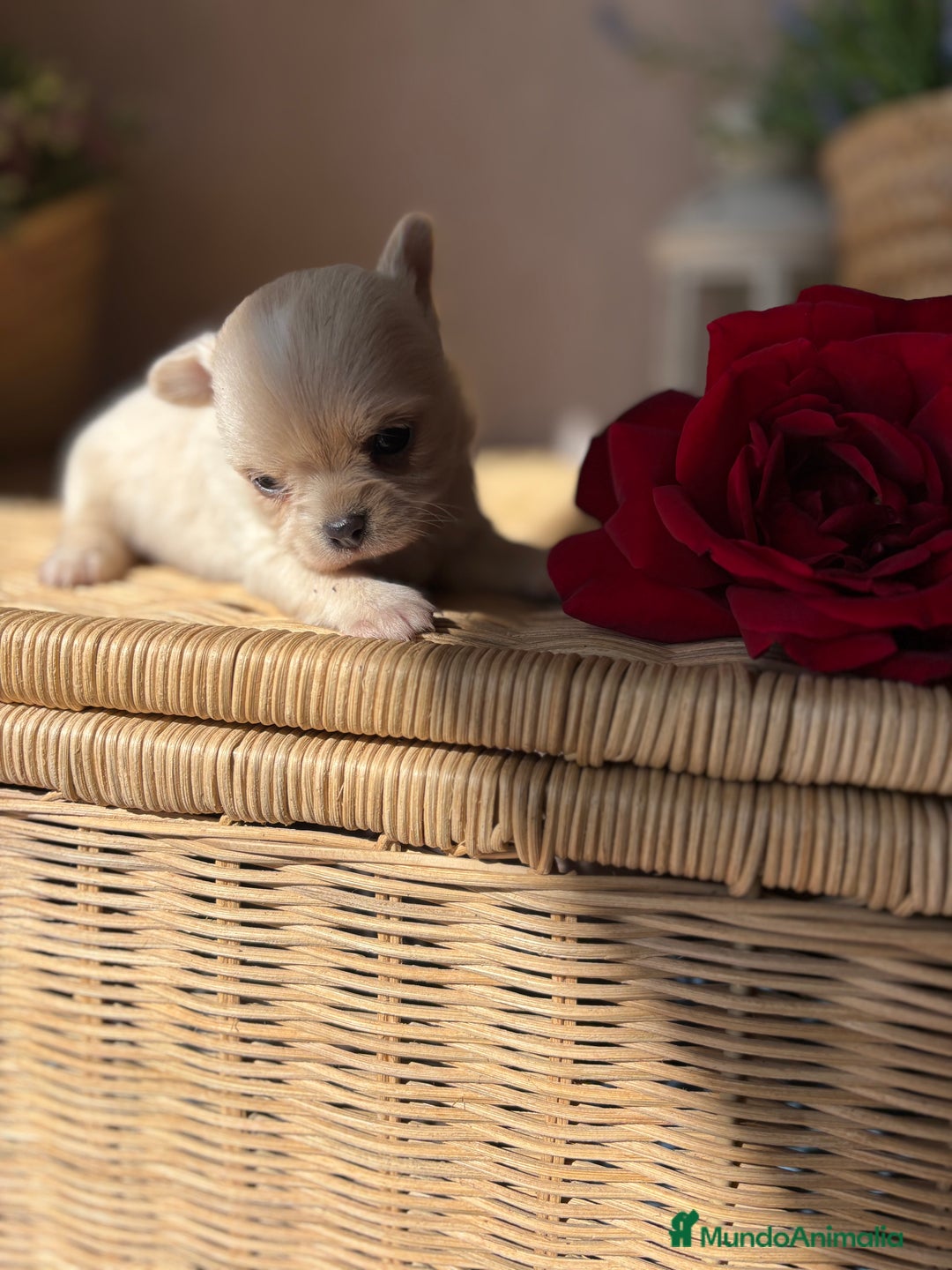 Chihuahua perros en venta: Chihuahua toy macho para diciembre !! - Imagen 6
