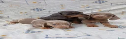 Teckel perros en venta: Teckel kanichen  - Anuncio 1
