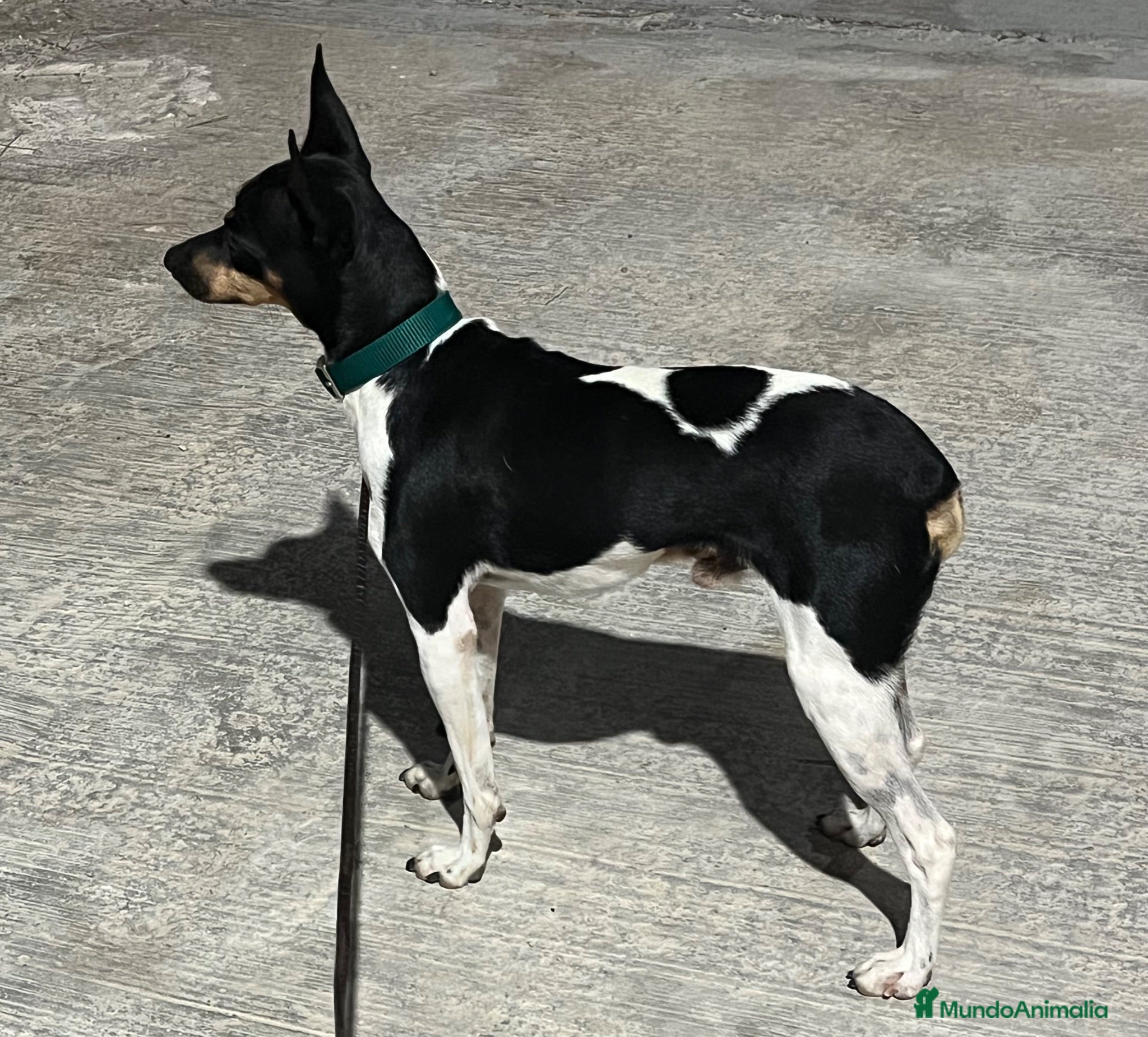 Gos Rater Valencià perros Gos Rater valencia en caraby  - Anuncio 4