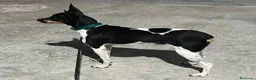 Gos Rater Valencià perros en venta: Gos Rater valencia en caraby  - Anuncio 1