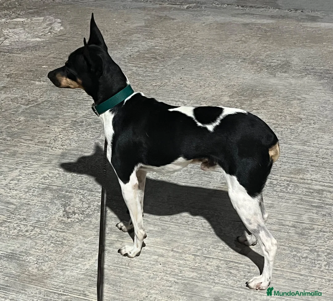 Gos Rater Valencià perros en venta: Gos Rater valencia en caraby  - Anuncio 1