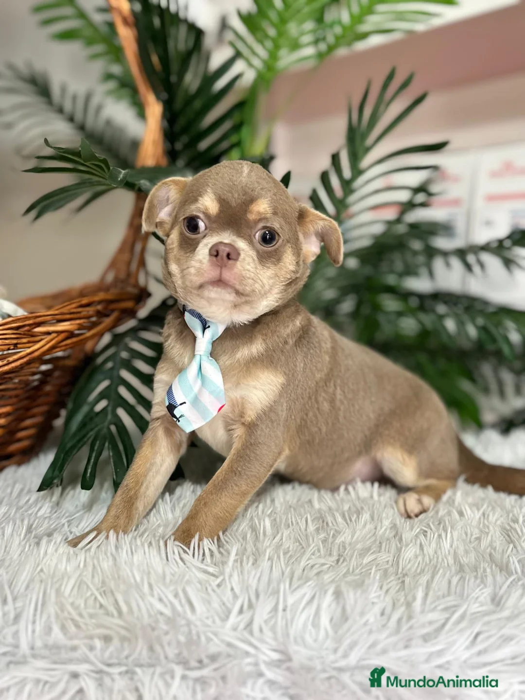 Chihuahua perros en venta: CHIHUAHUA ADULTO - Anuncio 6