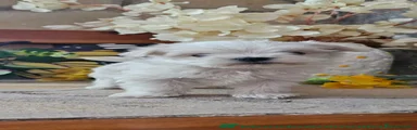 Bichón Maltés 2