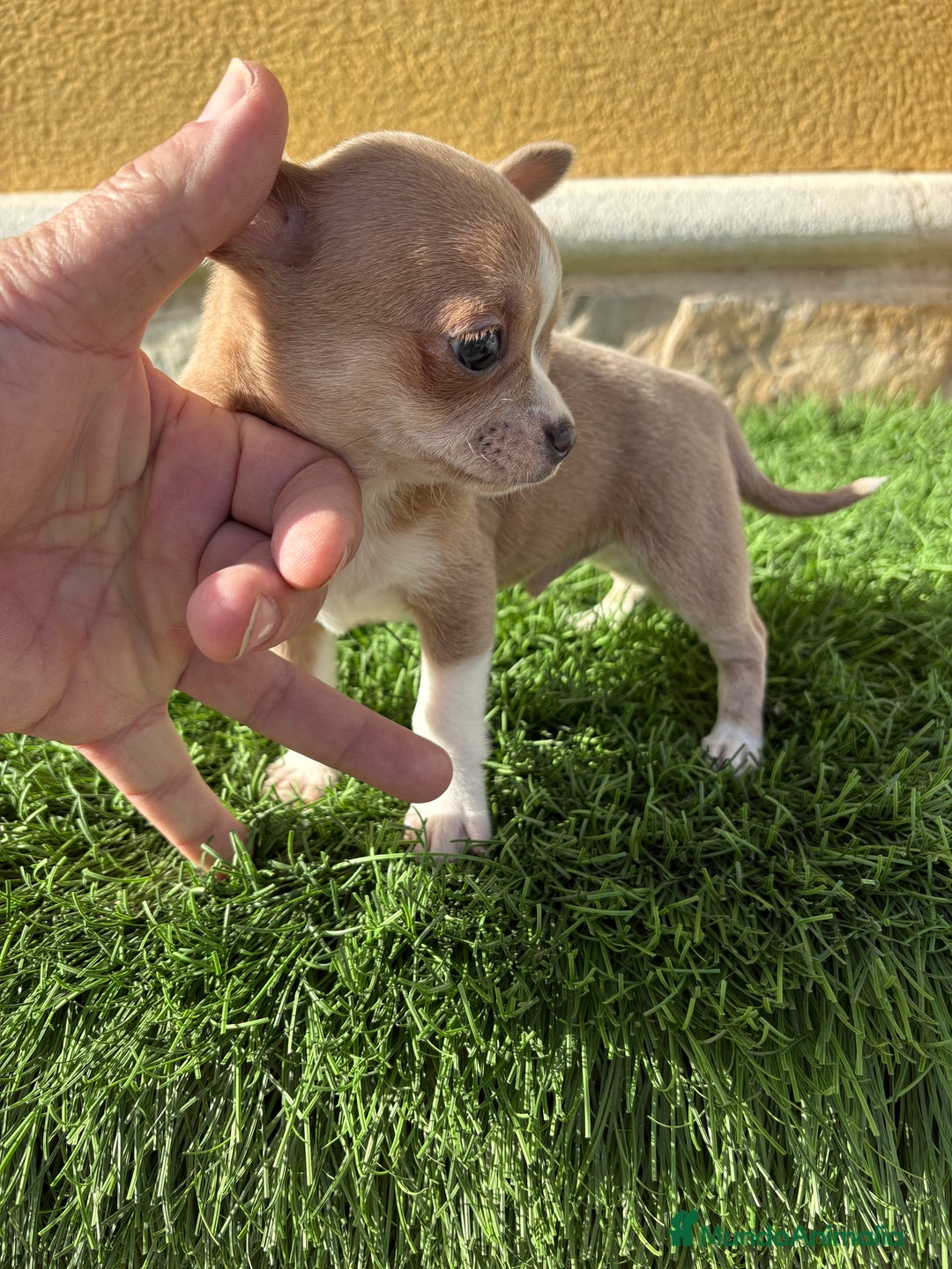 Chihuahua perros en venta: Chihuahua macho marrón blue ojos azules - Anuncio 18