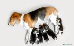 Beagle perros en venta: Beagle - Imagen 3