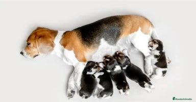 Beagle perros - Anuncio 8