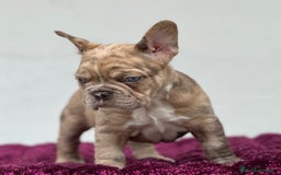 Bulldog Francés perros en venta: FRENCHIES CRIADOS EN AMBIENTE FAMILIAR !!! - Anuncio 2