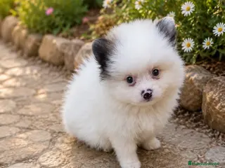 Pomerania perros Precioso pomeranian toy - Anuncio 1