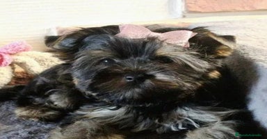 Raza Mixta perros - Anuncio 8