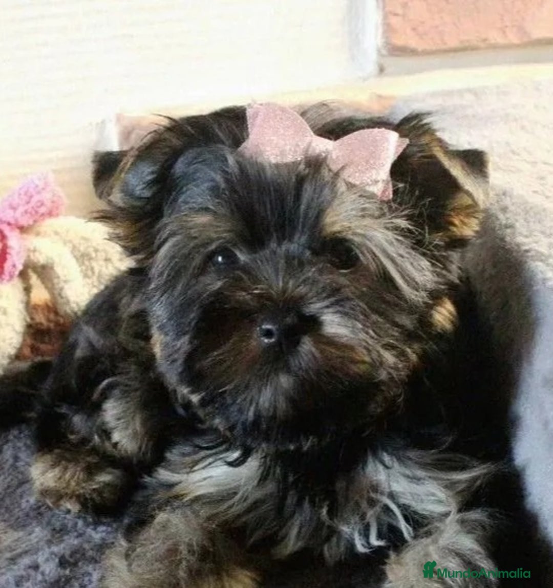 Raza Mixta perros en venta: Preciosos cachorros Yorkiepoo - Imagen 2