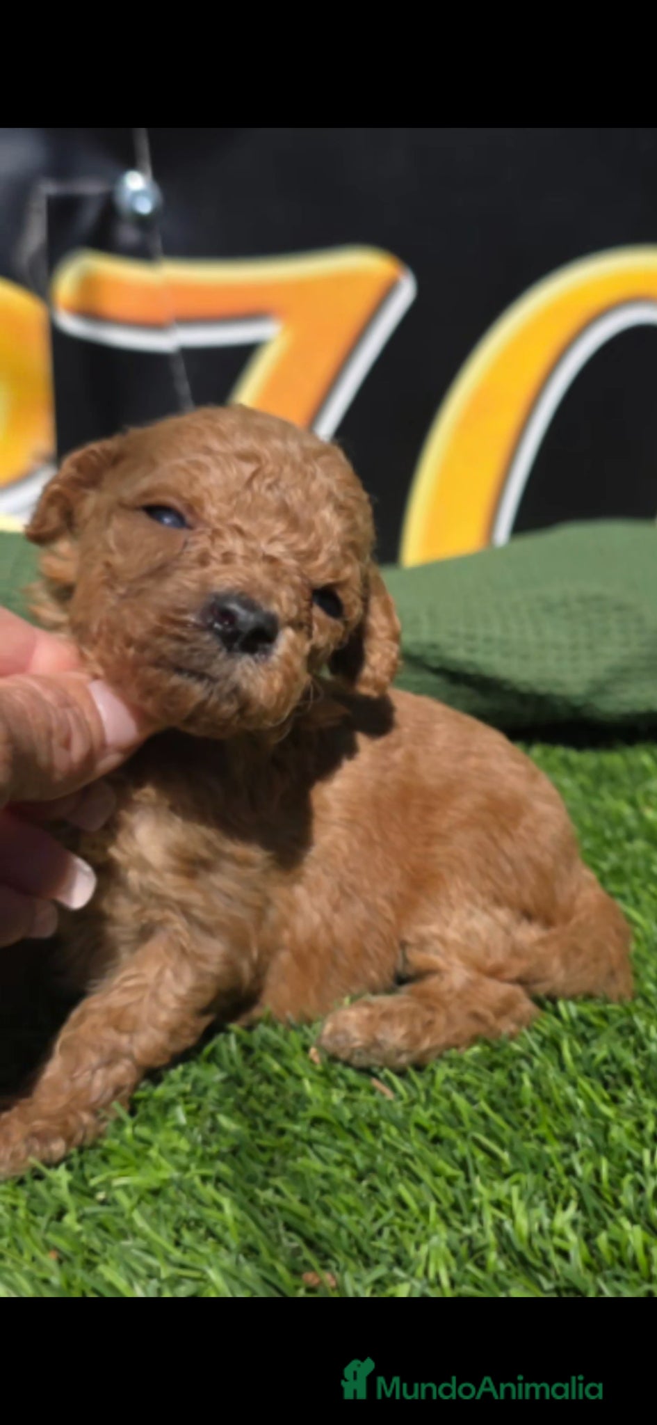 Caniche Toy perros Caniche toy  - Anuncio 4