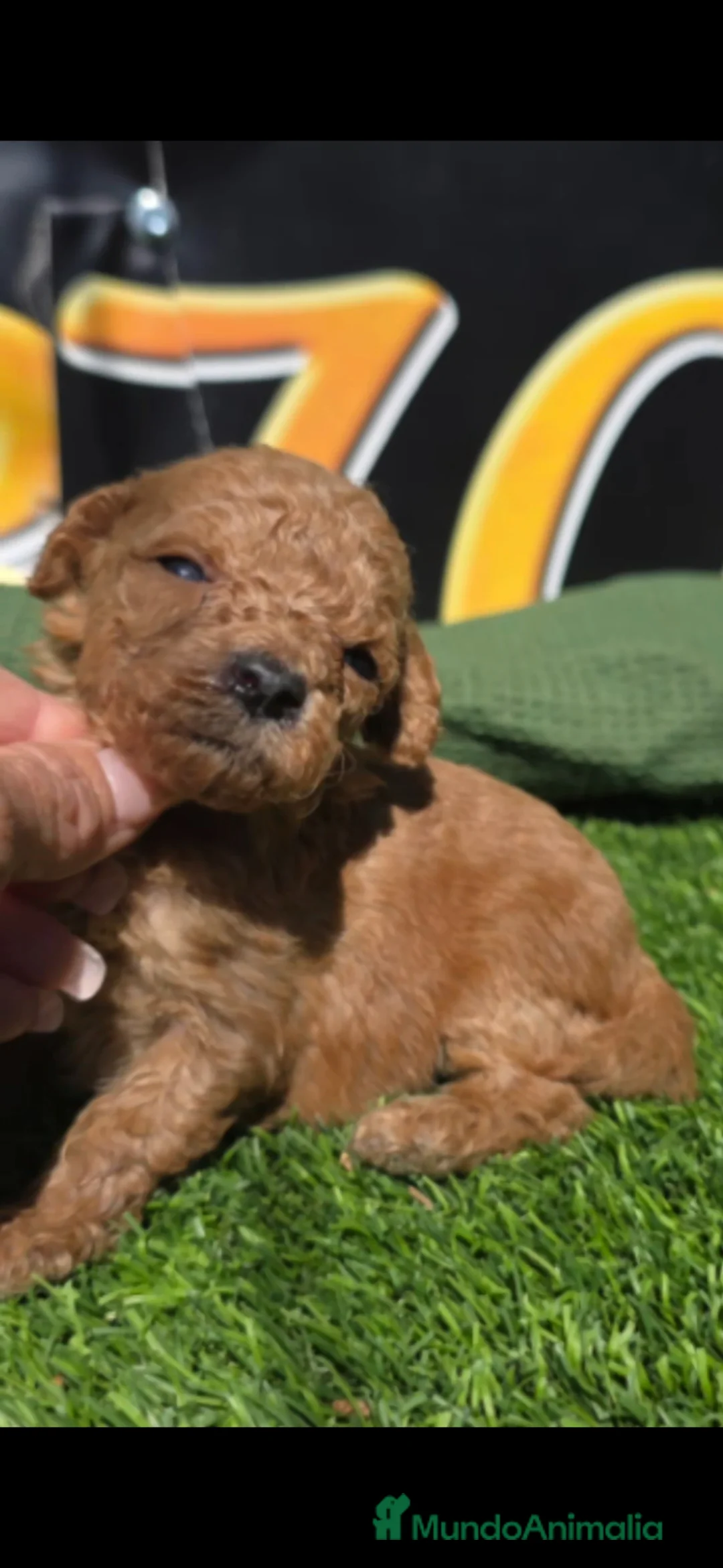 Caniche Toy perros en venta: Caniche toy  - Anuncio 1