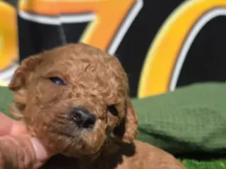 Caniche Toy perros Caniche toy - Anuncio 4