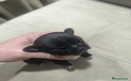 Chihuahua perros en venta: Espectacular chihuahua micro toy macho - Anuncio 1