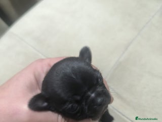 Chihuahua perros Espectacular chihuahua micro toy macho - Anuncio 1