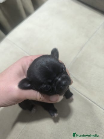 Chihuahua perros Espectacular chihuahua micro toy macho - Anuncio 2