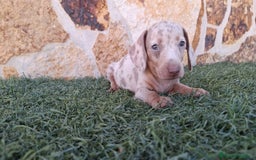 Teckel perros en venta: Teckel Hembra y Macho - Imagen 7