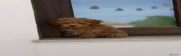 Caniche Enano perros en venta: Caniches enanos apricot  - Anuncio 2