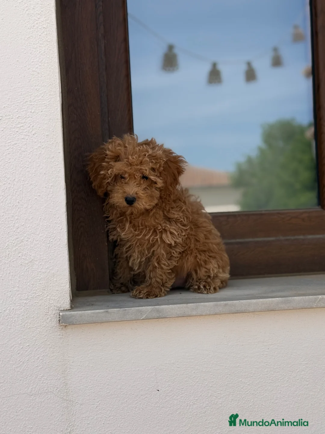 Caniche Enano perros en venta: Caniches enanos apricot  - Anuncio 2