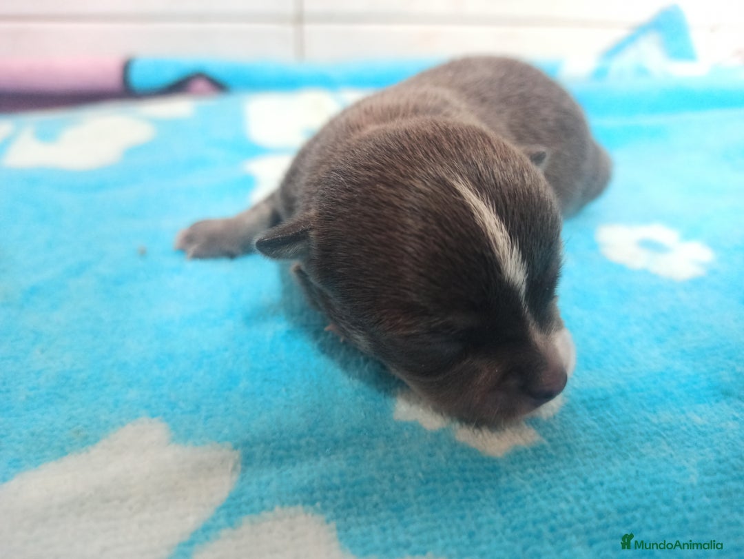 Chihuahua perros en venta: CJIHUAHUAS - Anuncio 9