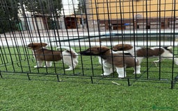 Fox Terrier de Pelo Liso perros en venta: Cachorros fox terrier pelo liso  - Anuncio 1