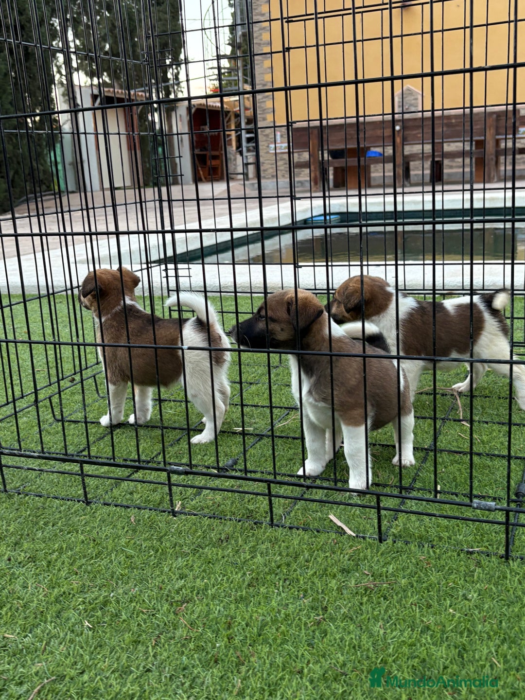 Fox Terrier de Pelo Liso perros en venta: Cachorros fox terrier pelo liso  - Anuncio 1