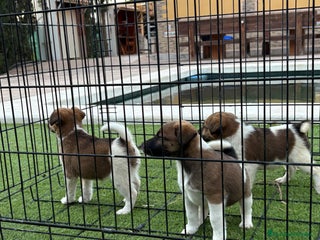 Fox Terrier de Pelo Liso perros Cachorros fox terrier pelo liso - Anuncio 1